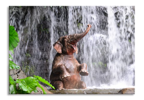 Babyelefant am Wasserfall, Glasbild Zu verkaufen