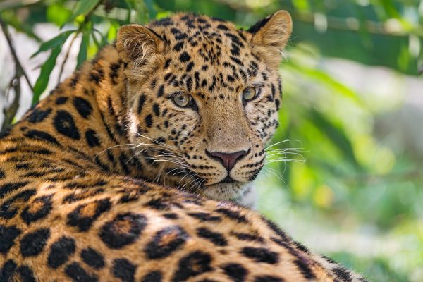 aufmerksamer Leopard im Schatten, Glasbild Mode – Bild 5