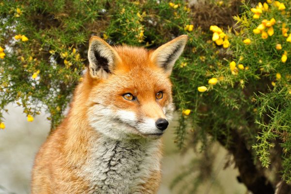 aufschauender Fuchs, Glasbild Rabatt – Bild 5