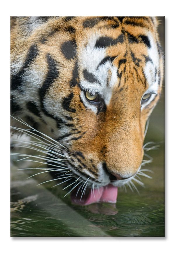 Tiger trinkt, Glasbild Verkauf