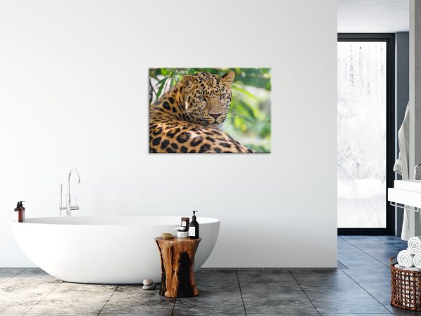 aufmerksamer Leopard im Schatten, Glasbild Mode – Bild 4