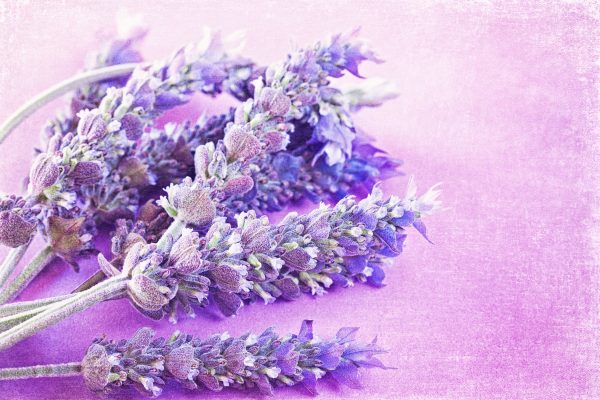 getrockneter Lavendel, Glasbild Angebot – Bild 5