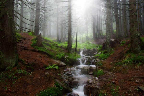 Bach im Wald, Glasbild Online – Bild 5