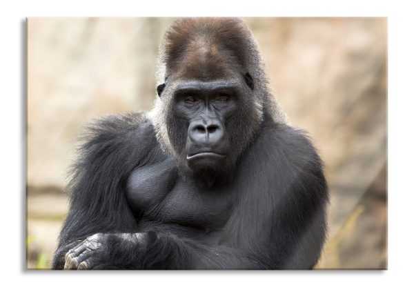 gelangweilter Gorilla, Glasbild Mode