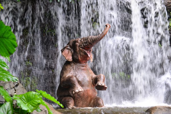 Babyelefant am Wasserfall, Glasbild Zu verkaufen – Bild 5