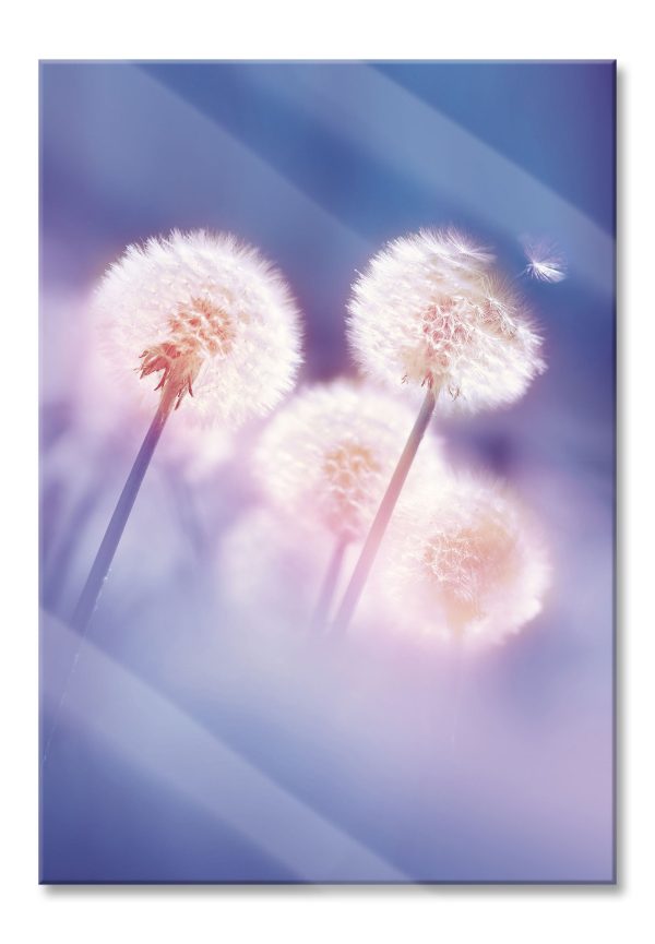 Pusteblumen im morgendlichen Wind, Glasbild Jetzt online