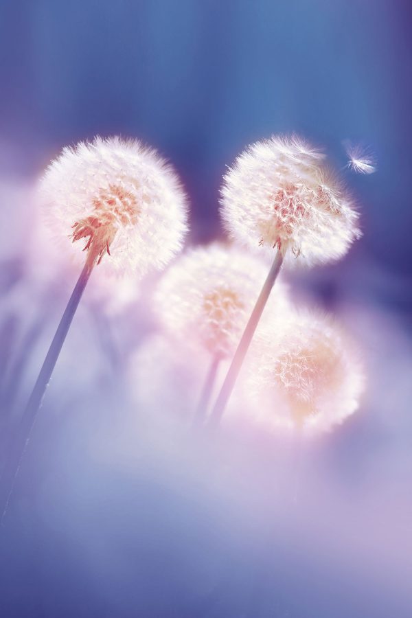 Pusteblumen im morgendlichen Wind, Glasbild Jetzt online – Bild 5