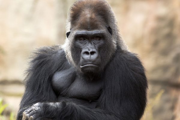 gelangweilter Gorilla, Glasbild Mode – Bild 5